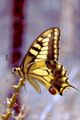 Papilio machaon2.jpg