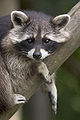 Procyon lotor (raccoon).jpg