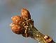 Bourgeons Quercus robur