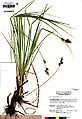 Carex buxbaumii UC1755334.jpg