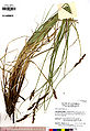 Carex cusickii UC1755432.jpg