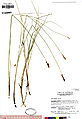 Carex diandra UC1755344.jpg