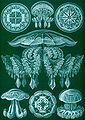 Haeckel Discomedusae 88.jpg