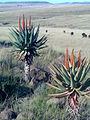 Aloe Ferox between Cofimvaba and Ngcobo.jpg