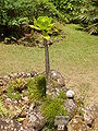 Brighamia insignis - general view.JPG