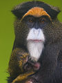 De Brazza's Monkey.jpg