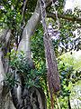 Ficus macrophylla009.jpg