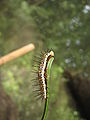 Heliconius erato caterpillar2.jpg