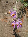Lnica alpejska Linaria alpina.jpg
