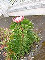 Protea cynaroides (Habitus).jpg