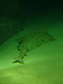 Squatina squatina.004 - Aquarium Finisterrae.JPG