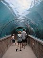 Underwater Tunnel Surrounded By Predators Atlantis.jpg