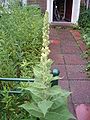 Verbascum thapsus plant1.jpg