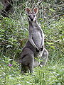 Whiptail Wallaby Front.JPG