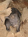 Wombat4.jpg