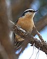 Red-breasted Nuthatch 57.jpg