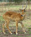 Puku - Male-1, in South Luangwa National Park - Zambia.jpg