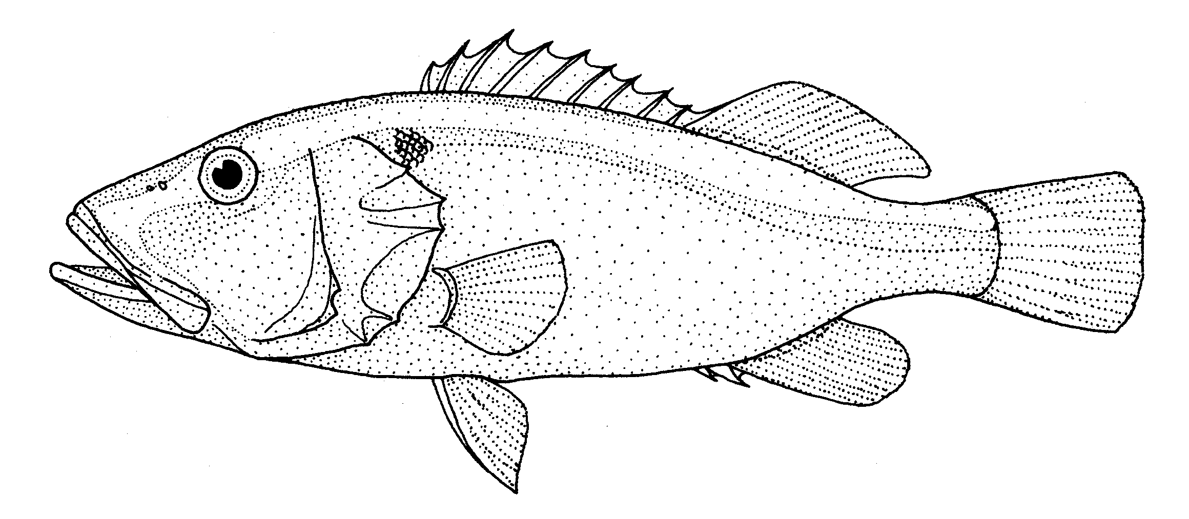  Aulacocephalus temminckii