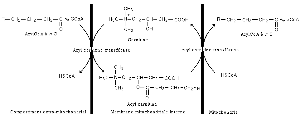 Beta-oxydation etape2.png