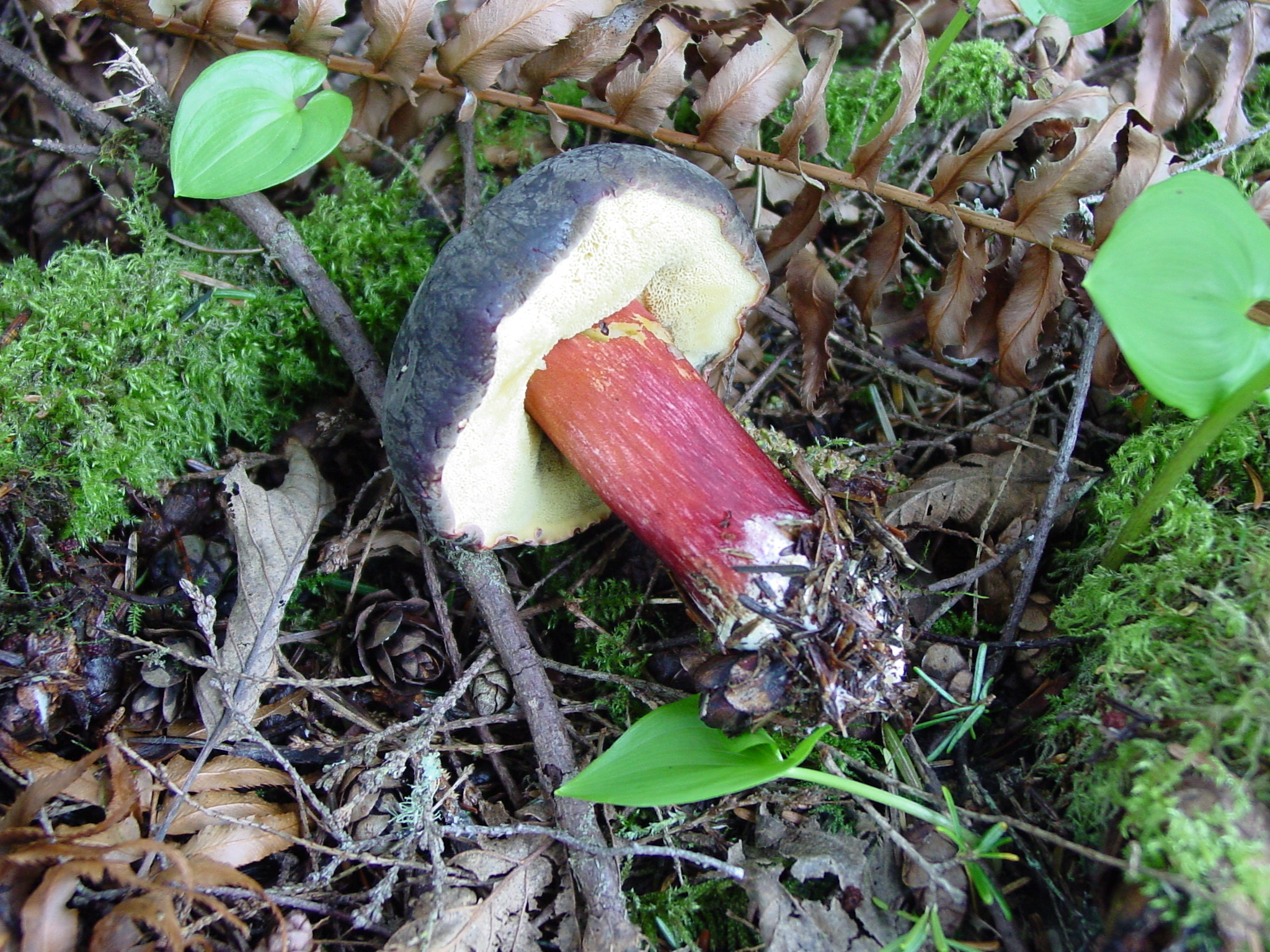 Boletus Zelleri