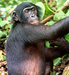 Chimpanzé de l'espèce Bonobo