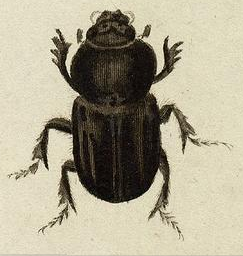  Illustration tirée de Icones insectorvm praesertim Rossiae Sibiriaeqve de P.S. Pallas