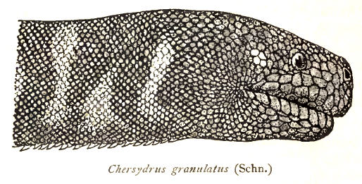 Acrochordus granulatus