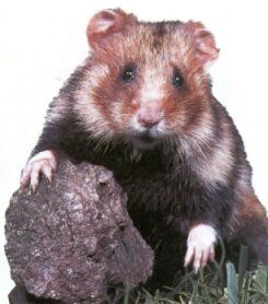  Hamster d'Europe (Cricetus cricetus)