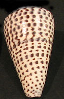  Conus leopardus