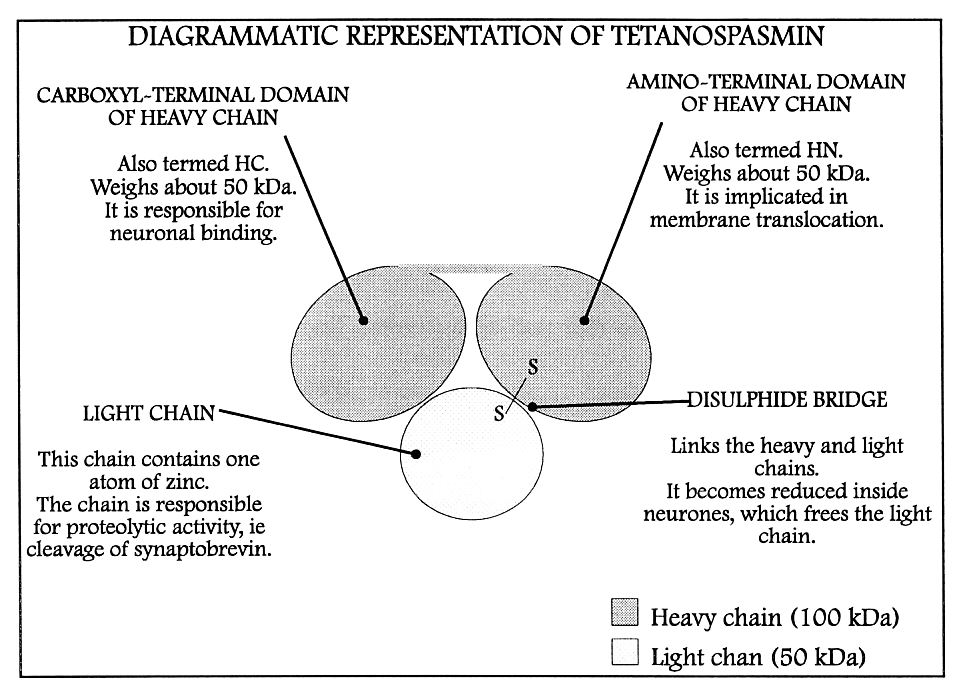 Diagram of structure of tetanospasmin.gif