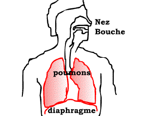 Diaphragme.gif