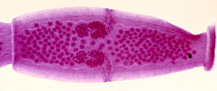 Proglottide  de  Dipylidium caninae