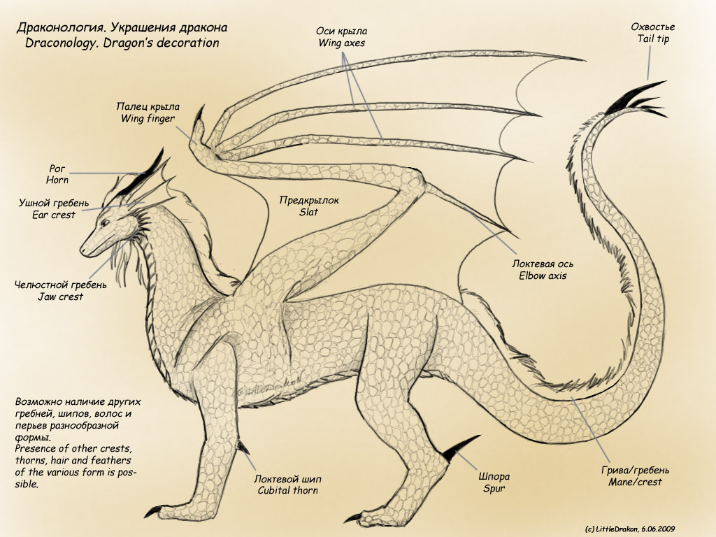 Dracologie — Wikipédia