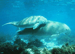  Dugong, Dugong dugon