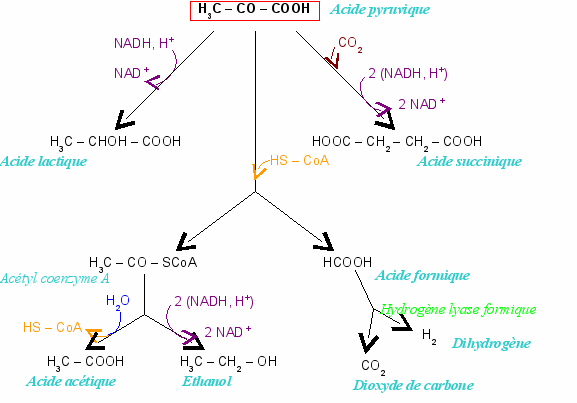 Fermentation acide mixte.png