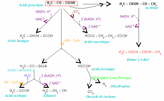 Fermentation butandiol.png