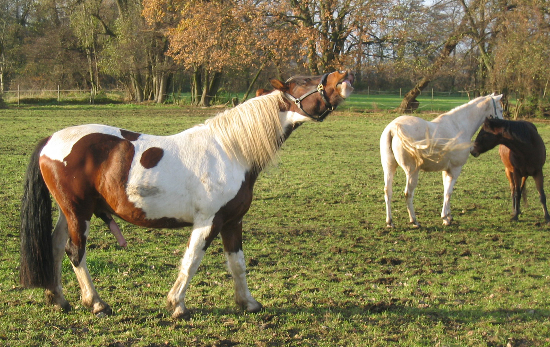 Hippologie