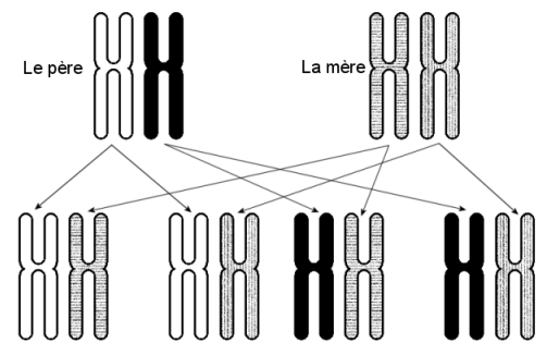4 combinaisons de chromosomes n°6 sont possibles