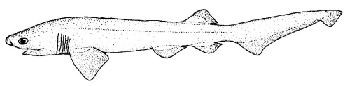  Requin griset (Hexanchus griseus)
