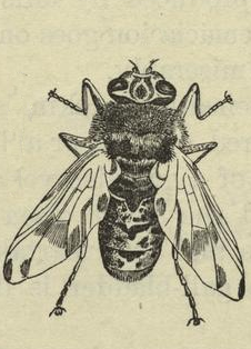  Oestridae (Horse Botfly,dont la larve est unparasite intestinal)