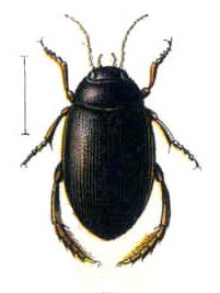 Ilybius chalconatus