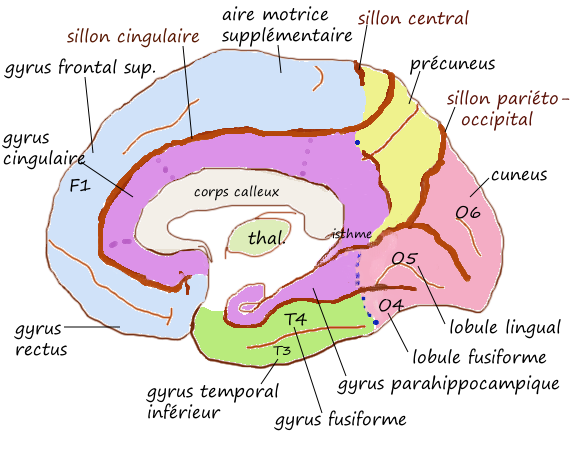 Gyrus fusiforme