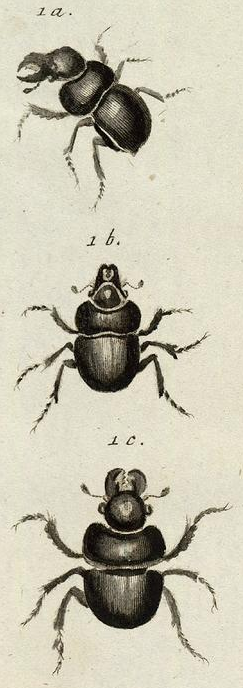 Illustration tirée de Icones insectorvm praesertim Rossiae Sibiriaeqve de P.S. Pallas