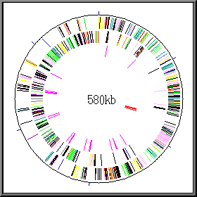  Carte génétique de Mycoplasma genitalium