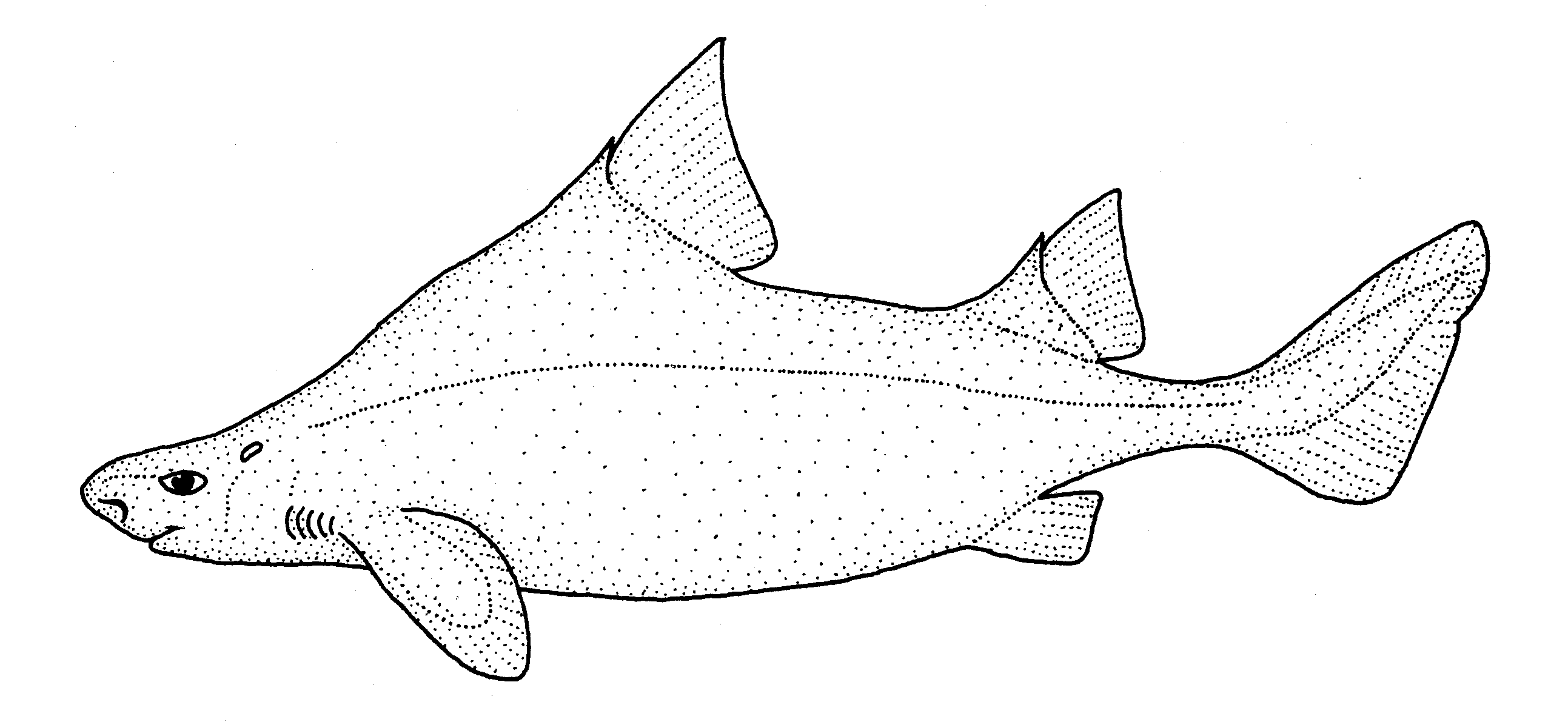  Centrine aiguille (Oxynotus bruniensis)