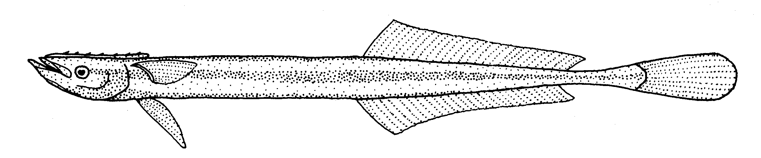  Phtheirichthys lineatus
