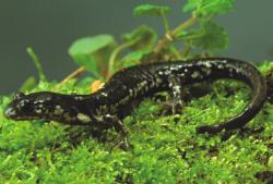 Plethodon wehrlei