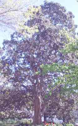  Ficus rubiginosa