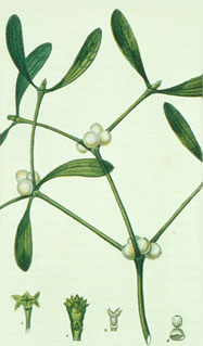  Planche Flore médicinale de Chaumeton 1828