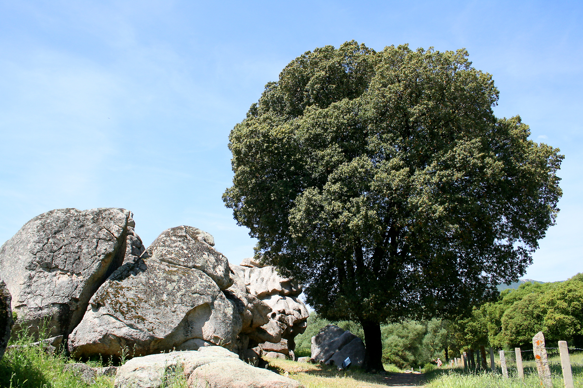 Дуб каменный (Quercus Ilex l.)
